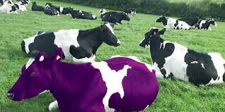 Purple_Cow.jpg