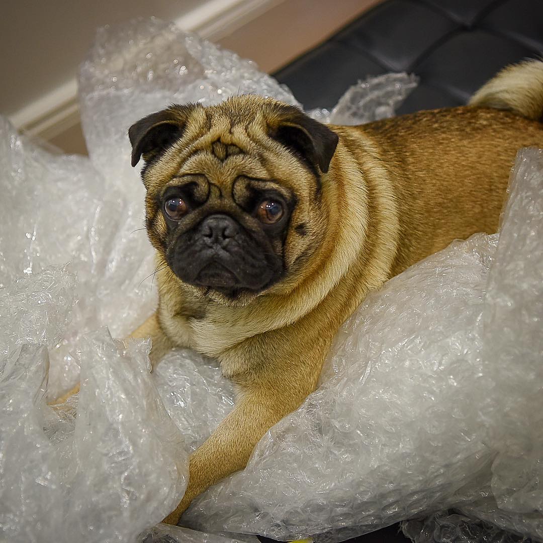 BubblewrapBarry