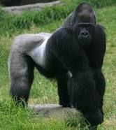 gorillas.jpe